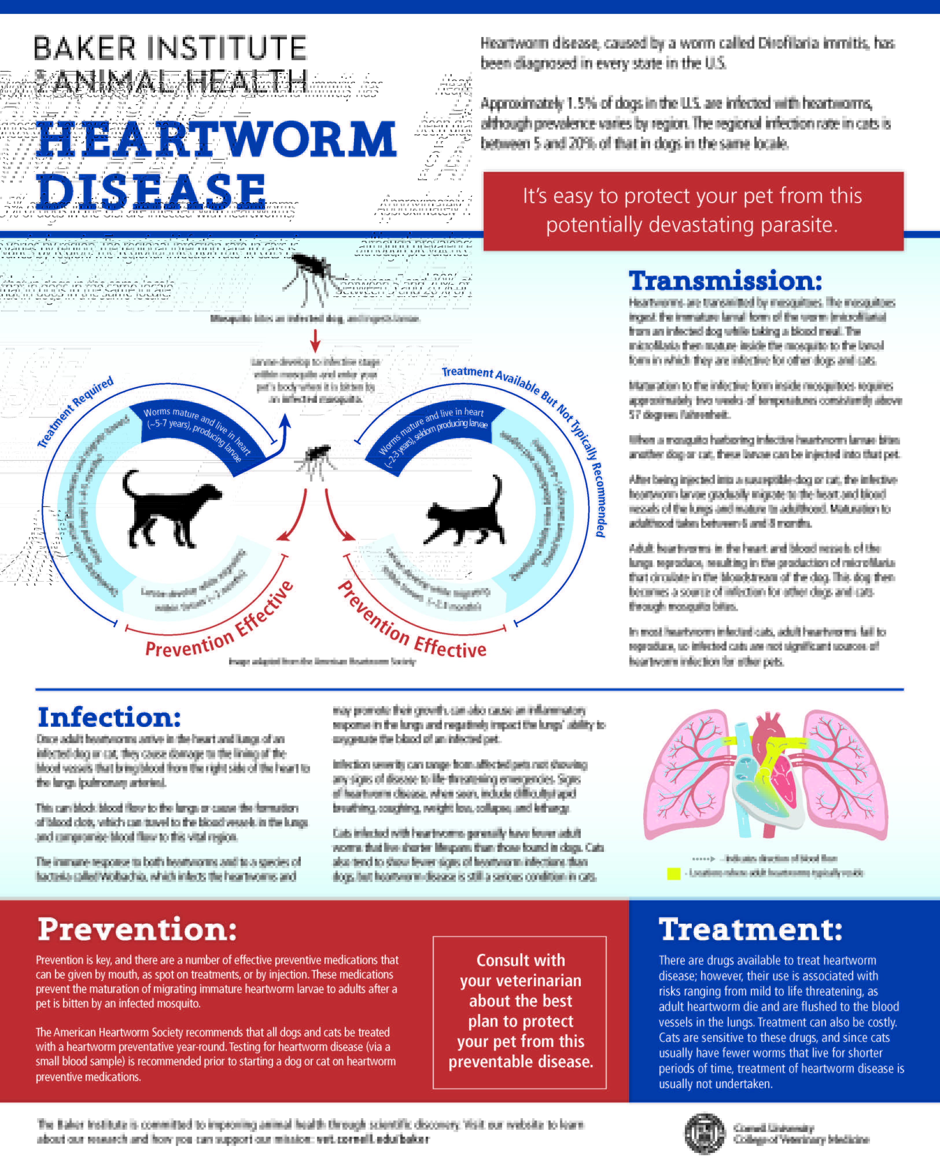 Heartworm in Cats Cornell University College of Veterinary Medicine